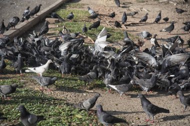 Şehir parkının çevresinde başıboş dolaşan vahşi güvercin sürüsü..