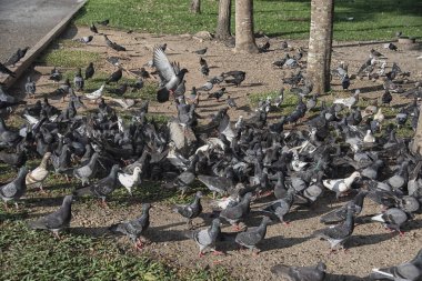 Şehir parkının çevresinde başıboş dolaşan vahşi güvercin sürüsü..