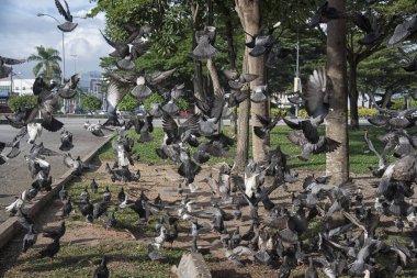Şehir parkının çevresinde başıboş dolaşan vahşi güvercin sürüsü..