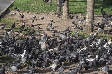 Şehir parkının çevresinde başıboş dolaşan vahşi güvercin sürüsü..