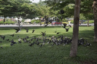 Şehir parkının çevresinde başıboş dolaşan vahşi güvercin sürüsü..
