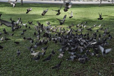 Şehir parkının çevresinde başıboş dolaşan vahşi güvercin sürüsü..