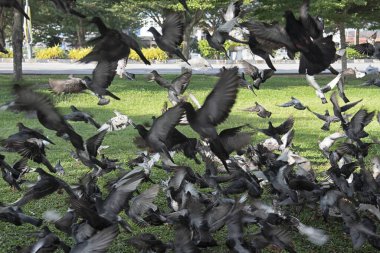 Şehir parkının çevresinde başıboş dolaşan vahşi güvercin sürüsü..