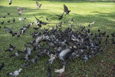 Şehir parkının çevresinde başıboş dolaşan vahşi güvercin sürüsü..