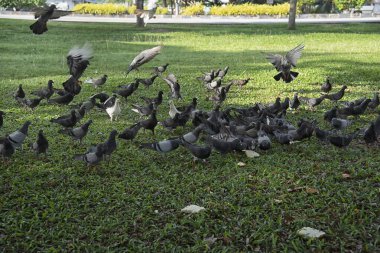 Şehir parkının çevresinde başıboş dolaşan vahşi güvercin sürüsü..