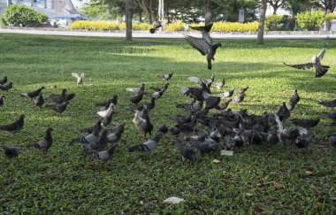 Şehir parkının çevresinde başıboş dolaşan vahşi güvercin sürüsü..