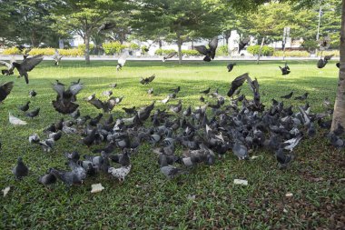 Şehir parkının çevresinde başıboş dolaşan vahşi güvercin sürüsü..