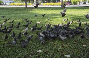 Şehir parkının çevresinde başıboş dolaşan vahşi güvercin sürüsü..