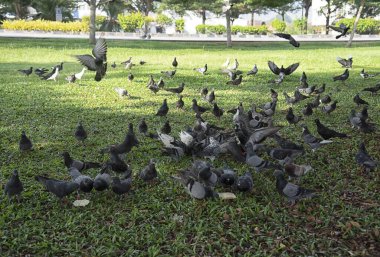 Şehir parkının çevresinde başıboş dolaşan vahşi güvercin sürüsü..