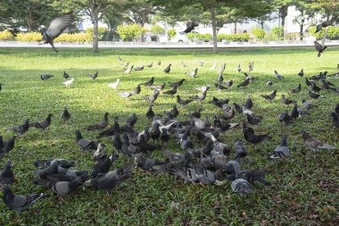 Şehir parkının çevresinde başıboş dolaşan vahşi güvercin sürüsü..