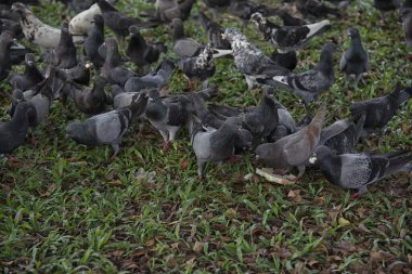 Şehir parkının çevresinde başıboş dolaşan vahşi güvercin sürüsü..