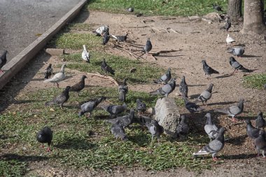 Şehir parkının çevresinde başıboş dolaşan vahşi güvercin sürüsü..
