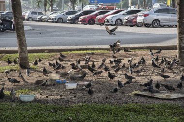 Şehir parkının çevresinde başıboş dolaşan vahşi güvercin sürüsü..