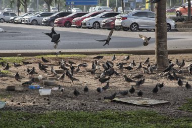 Şehir parkının çevresinde başıboş dolaşan vahşi güvercin sürüsü..