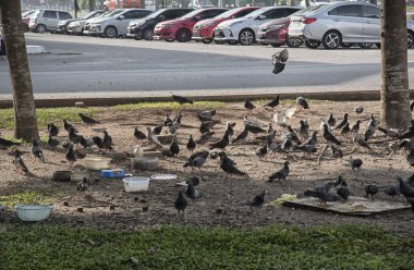 Şehir parkının çevresinde başıboş dolaşan vahşi güvercin sürüsü..
