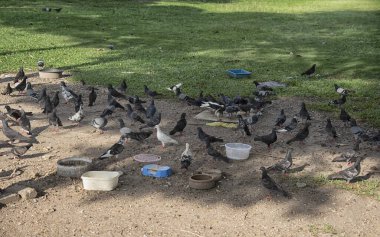 Şehir parkının çevresinde başıboş dolaşan vahşi güvercin sürüsü..