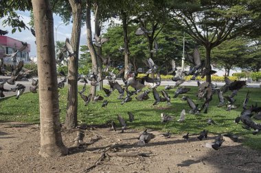Şehir parkının çevresinde başıboş dolaşan vahşi güvercin sürüsü..