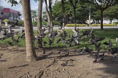 Şehir parkının çevresinde başıboş dolaşan vahşi güvercin sürüsü..