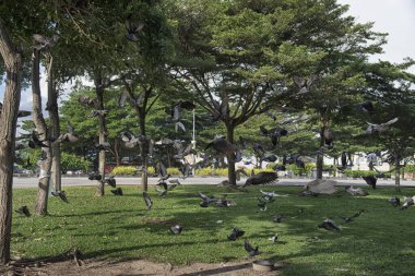 Şehir parkının çevresinde başıboş dolaşan vahşi güvercin sürüsü..