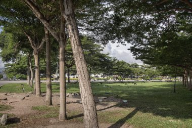 Şehir parkının çevresinde başıboş dolaşan vahşi güvercin sürüsü..