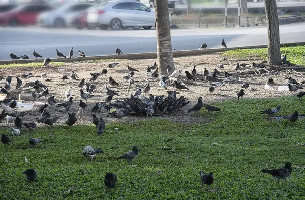 Şehir parkının çevresinde başıboş dolaşan vahşi güvercin sürüsü..