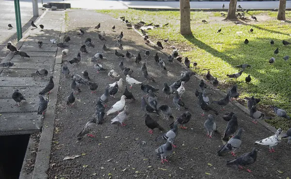 Şehir parkının çevresinde başıboş dolaşan vahşi güvercin sürüsü..