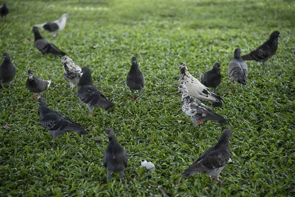 Şehir parkının çevresinde başıboş dolaşan vahşi güvercin sürüsü..