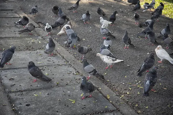 Şehir parkının çevresinde başıboş dolaşan vahşi güvercin sürüsü..
