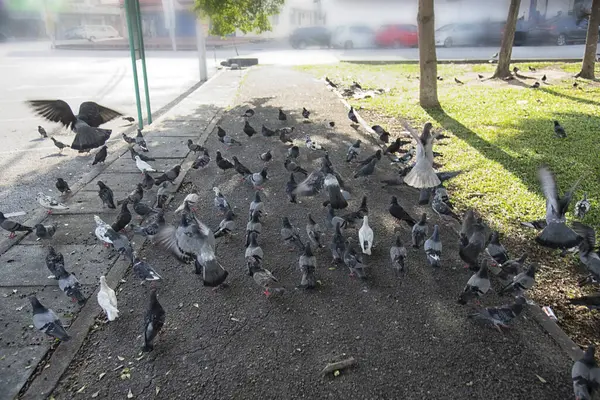 Şehir parkının çevresinde başıboş dolaşan vahşi güvercin sürüsü..