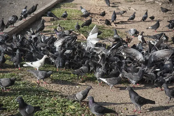 Şehir parkının çevresinde başıboş dolaşan vahşi güvercin sürüsü..
