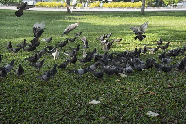 Şehir parkının çevresinde başıboş dolaşan vahşi güvercin sürüsü..
