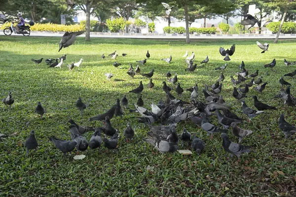 Şehir parkının çevresinde başıboş dolaşan vahşi güvercin sürüsü..
