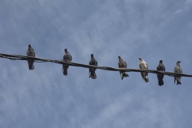 Elektrik direğinin etrafında dolaşan güvercin sürüsü.