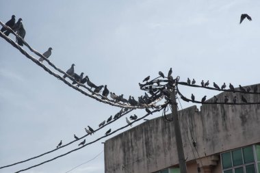Elektrik direğinin etrafında dolaşan güvercin sürüsü.