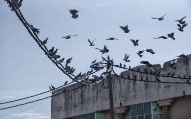 Elektrik direğinin etrafında dolaşan güvercin sürüsü.