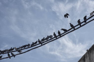 Elektrik direğinin etrafında dolaşan güvercin sürüsü.