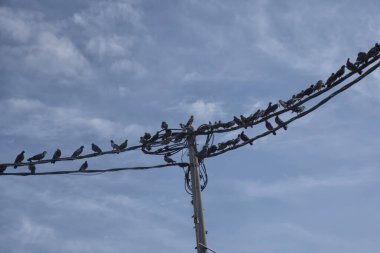 Elektrik direğinin etrafında dolaşan güvercin sürüsü.