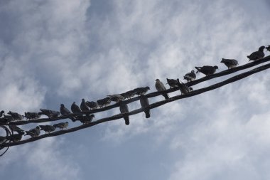 Elektrik direğinin etrafında dolaşan güvercin sürüsü.