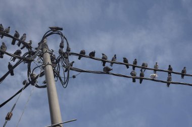 Elektrik direğinin etrafında dolaşan güvercin sürüsü.