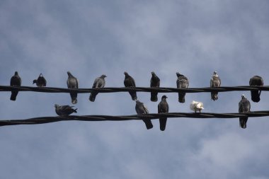 Elektrik direğinin etrafında dolaşan güvercin sürüsü.