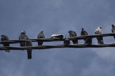 Elektrik direğinin etrafında dolaşan güvercin sürüsü.