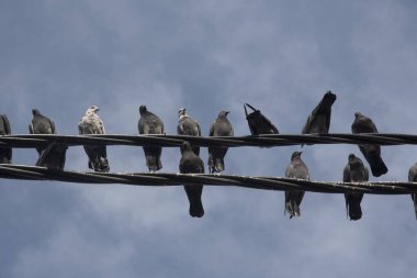 Elektrik direğinin etrafında dolaşan güvercin sürüsü.