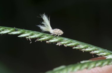 Beyaz Flatid planthopper perisinin yakın çekimi.