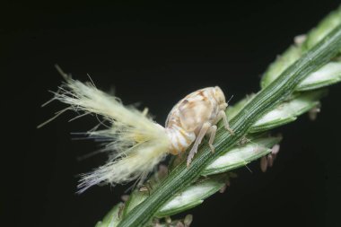 Beyaz Flatid planthopper perisinin yakın çekimi.
