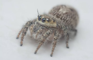 Kıllı Salticidae örümceğinin yakın çekimi..