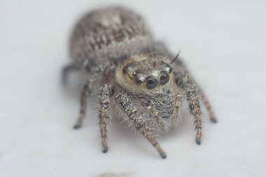 Kıllı Salticidae örümceğinin yakın çekimi..