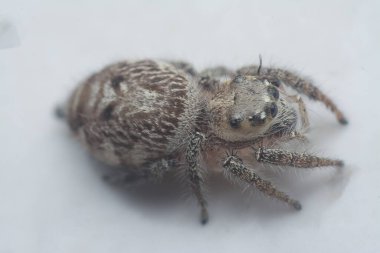 Kıllı Salticidae örümceğinin yakın çekimi..