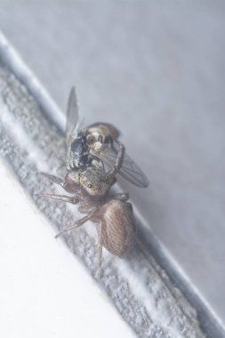 Kıllı Salticidae örümceğinin yakın çekimi..