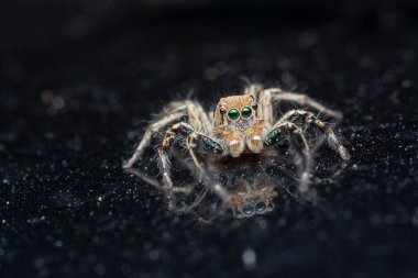 Plexippus zıplayan örümceğin yakın çekimi..