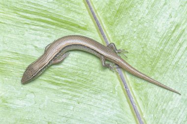 Subdoluseps bowringii kertenkelesinin yakın çekimi.